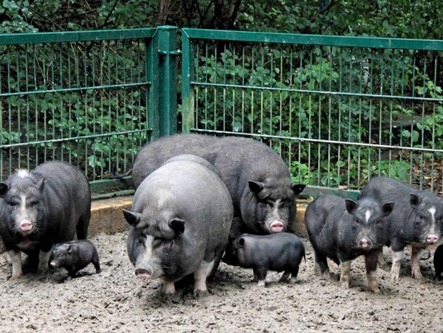 Содержание свиней и уход за ними в Оханске | ЗооТом портал о животных