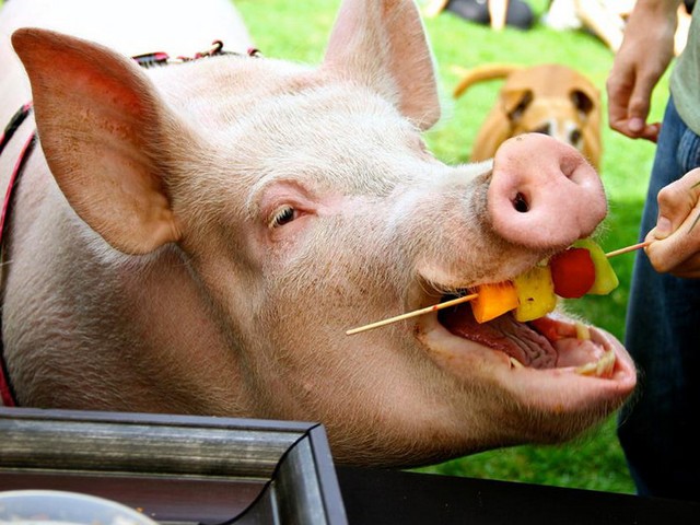 Статьи о свиньях в Оханске | ЗооТом портал о животных