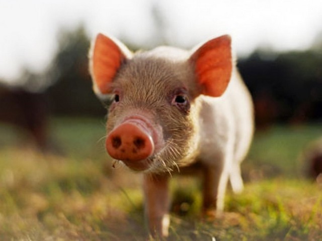 Все о свиньях в Оханске | ЗооТом портал о животных