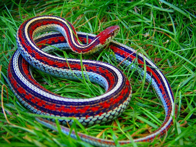 Все о змеях в Оханске | ЗооТом портал о животных